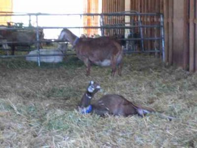 Kidding Log: January 8-9 Image